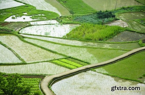 Collection of rice plantation sprout green stem 25 HQ Jpeg