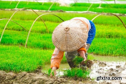 Collection of rice plantation sprout green stem 25 HQ Jpeg