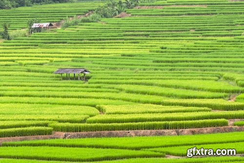 Collection of rice plantation sprout green stem 25 HQ Jpeg