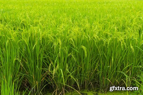 Collection of rice plantation sprout green stem 25 HQ Jpeg