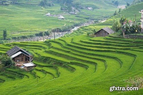 Collection of rice plantation sprout green stem 25 HQ Jpeg