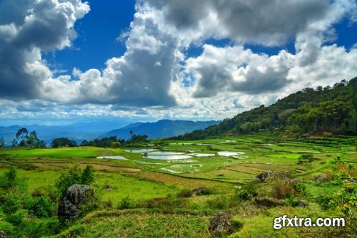 Collection of rice plantation sprout green stem 25 HQ Jpeg