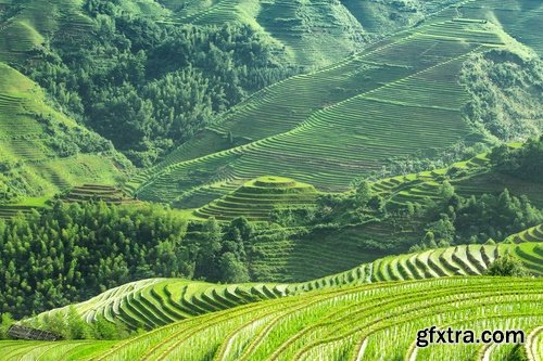 Collection of rice plantation sprout green stem 25 HQ Jpeg