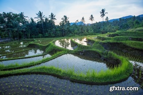 Collection of rice plantation sprout green stem 25 HQ Jpeg