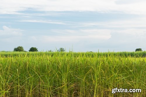 Collection of rice plantation sprout green stem 25 HQ Jpeg