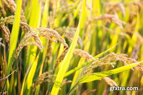 Collection of rice plantation sprout green stem 25 HQ Jpeg