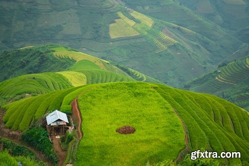 Collection of rice plantation sprout green stem 25 HQ Jpeg