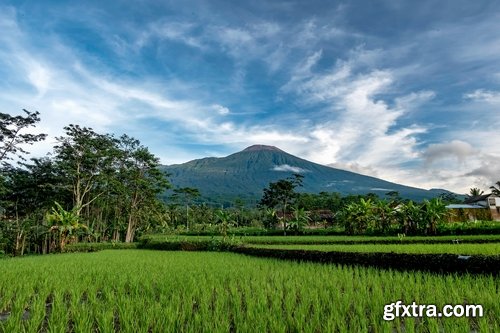 Collection of rice plantation sprout green stem 25 HQ Jpeg