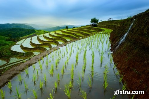 Collection of rice plantation sprout green stem 25 HQ Jpeg