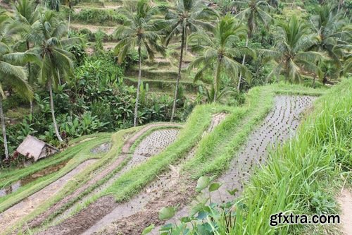 Collection of rice plantation sprout green stem 25 HQ Jpeg