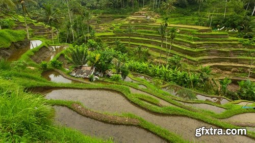 Collection of rice plantation sprout green stem 25 HQ Jpeg