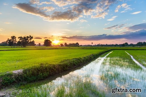 Collection of rice plantation sprout green stem 25 HQ Jpeg