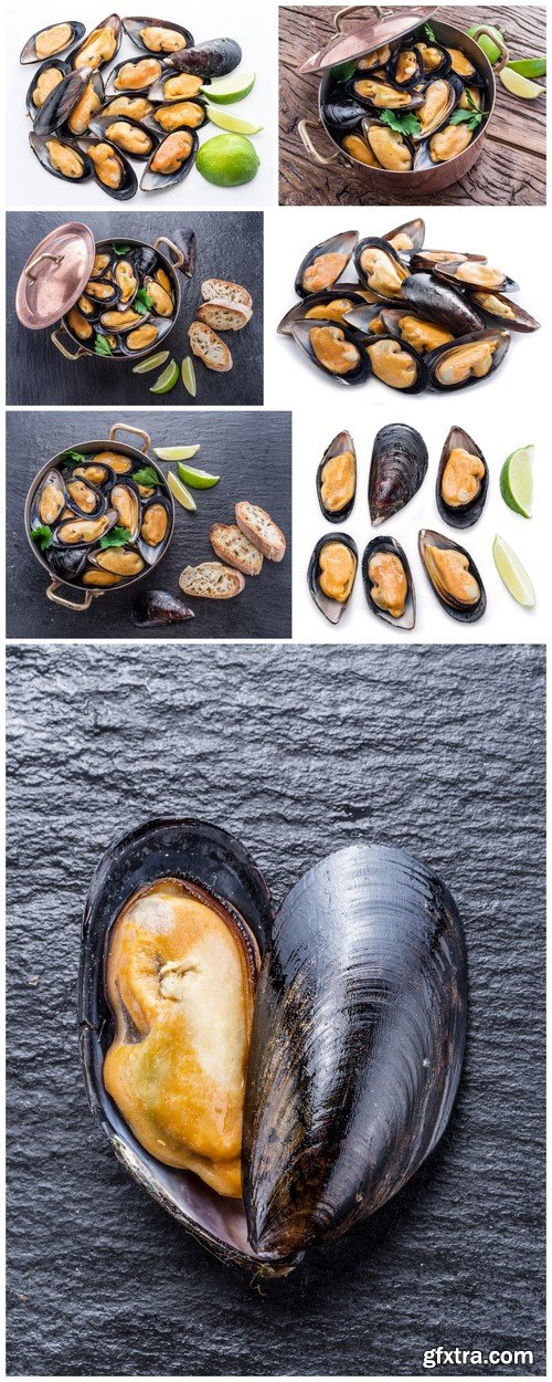 Mussels on the background of graphite 7X JPEG