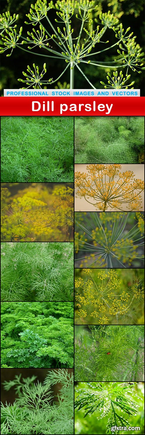 Dill parsley - 12 UHQ JPEG