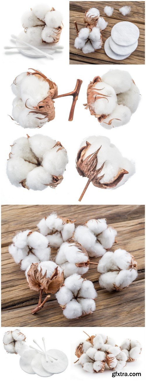 Cotton 6X JPEG