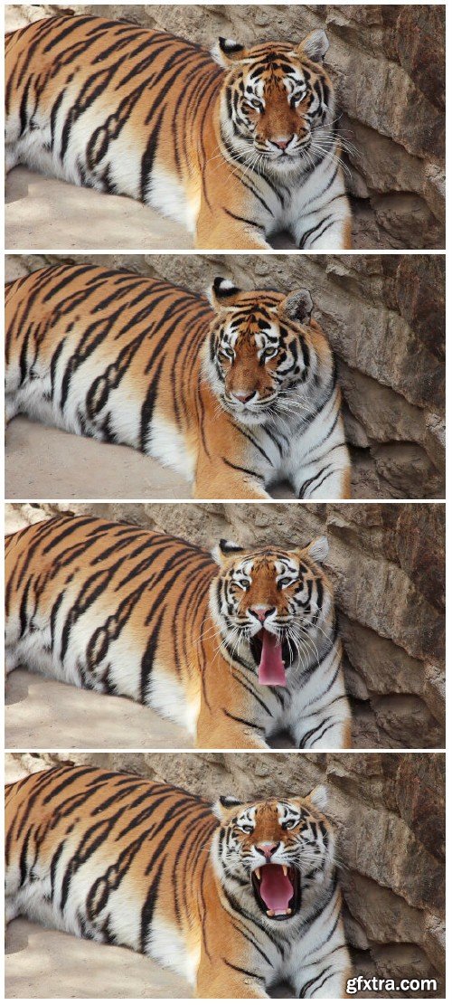 Video footage Big beautiful tiger yawns