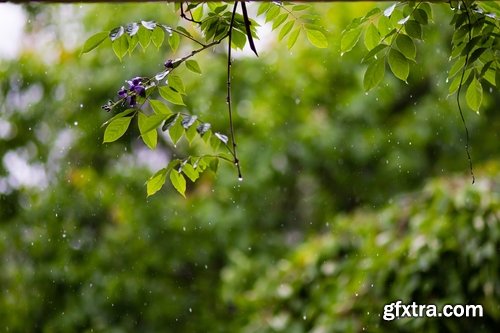 Collection of tropical rain forest water drop leaf close-up image of green spaces 25 HQ Jpeg