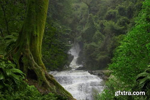 Collection of tropical rain forest water drop leaf close-up image of green spaces 25 HQ Jpeg