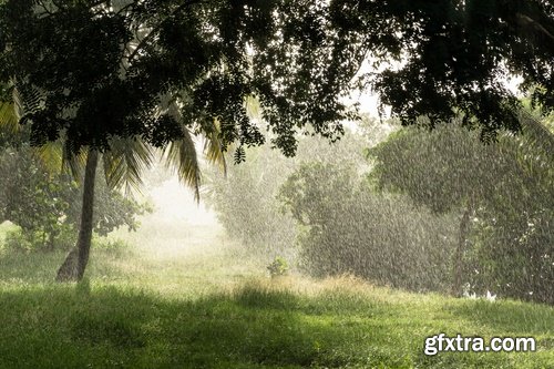 Collection of tropical rain forest water drop leaf close-up image of green spaces 25 HQ Jpeg