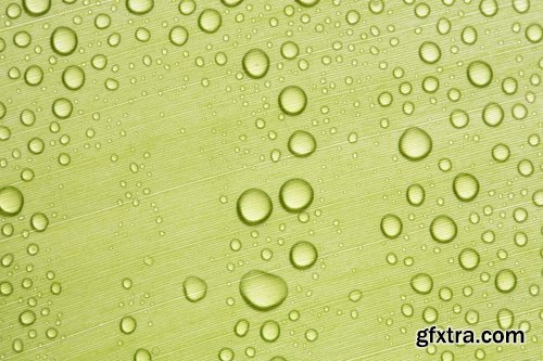 Collection of tropical rain forest water drop leaf close-up image of green spaces 25 HQ Jpeg