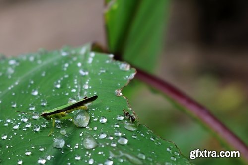 Collection of tropical rain forest water drop leaf close-up image of green spaces 25 HQ Jpeg