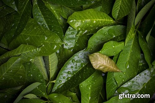 Collection of tropical rain forest water drop leaf close-up image of green spaces 25 HQ Jpeg