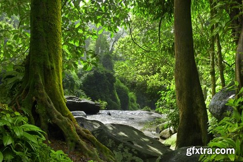 Collection of tropical rain forest water drop leaf close-up image of green spaces 25 HQ Jpeg