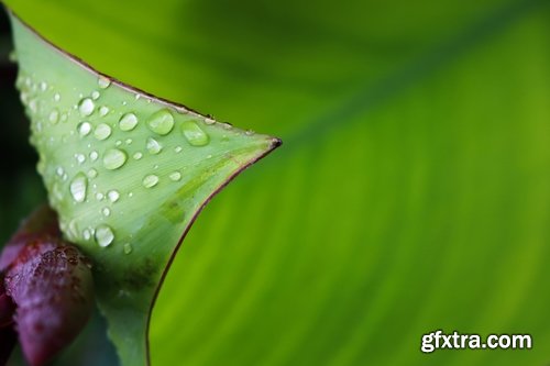 Collection of tropical rain forest water drop leaf close-up image of green spaces 25 HQ Jpeg