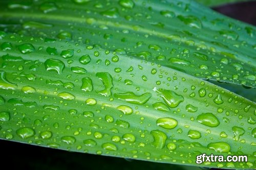 Collection of tropical rain forest water drop leaf close-up image of green spaces 25 HQ Jpeg