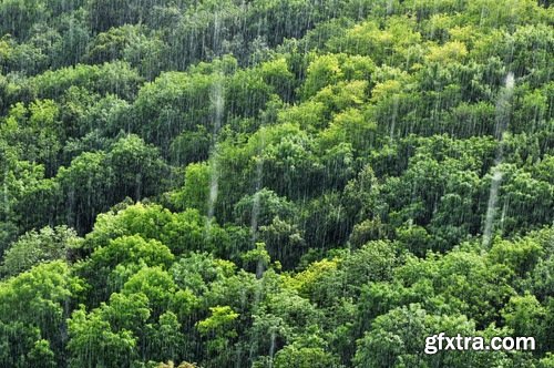 Collection of tropical rain forest water drop leaf close-up image of green spaces 25 HQ Jpeg