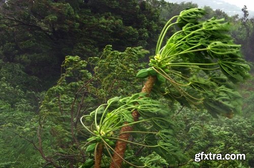 Collection of tropical rain forest water drop leaf close-up image of green spaces 25 HQ Jpeg