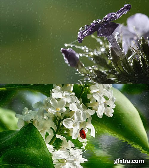 Beautiful delicate flowers in water in the rain