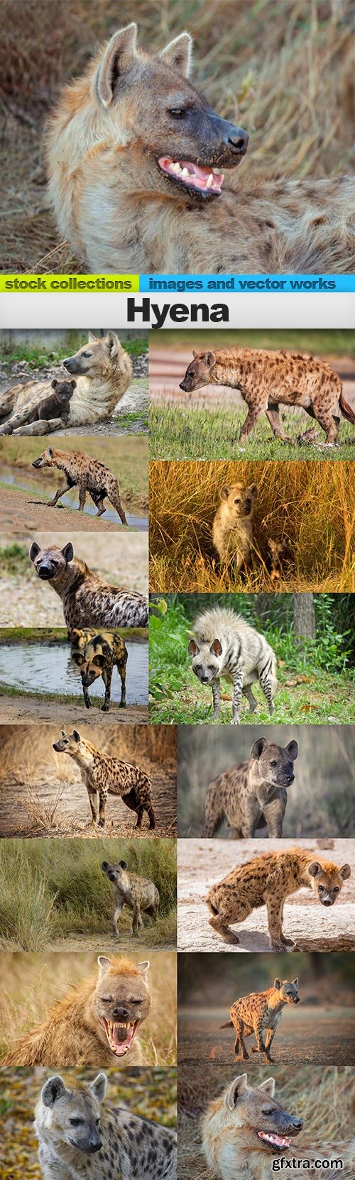 Hyena, 15 x UHQ JPEG