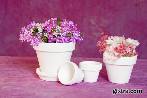 Collection of flower in a pot indoor plant decoration germ sprout a petal 25 HQ Jpeg