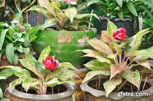 Collection of flower in a pot indoor plant decoration germ sprout a petal 25 HQ Jpeg