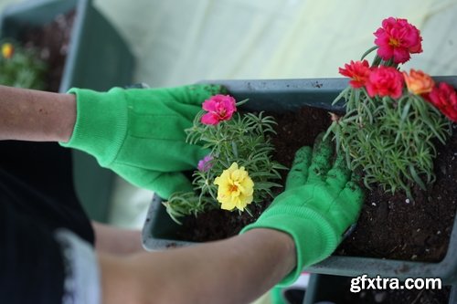 Collection of flower in a pot indoor plant decoration germ sprout a petal 25 HQ Jpeg