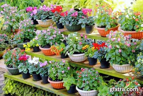 Collection of flower in a pot indoor plant decoration germ sprout a petal 25 HQ Jpeg