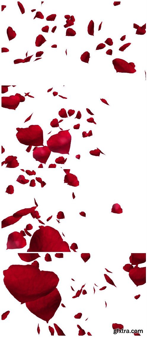 Video footage red rose petals over white background