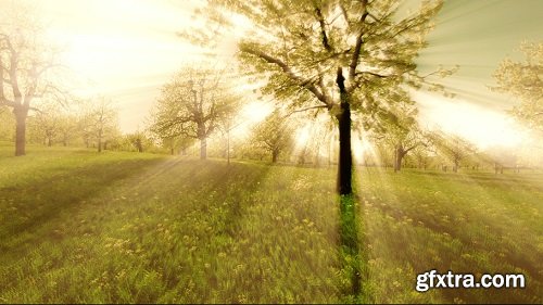 Sun rays sunbeam trees silhouette background beaming light nature fantasy