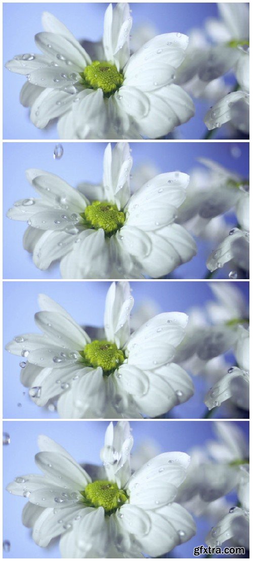 Video footage drops of dew on a daisy