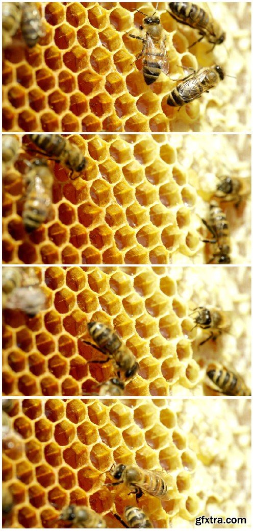 Video footage Close-up view of bees on honeycomb