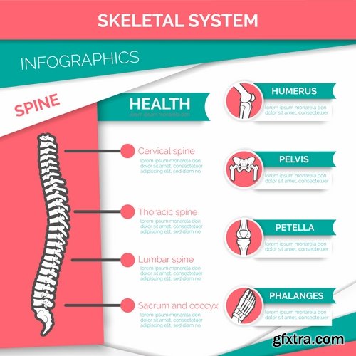 Collection of a medical infographics flyer banner bone skeleton 25 EPS