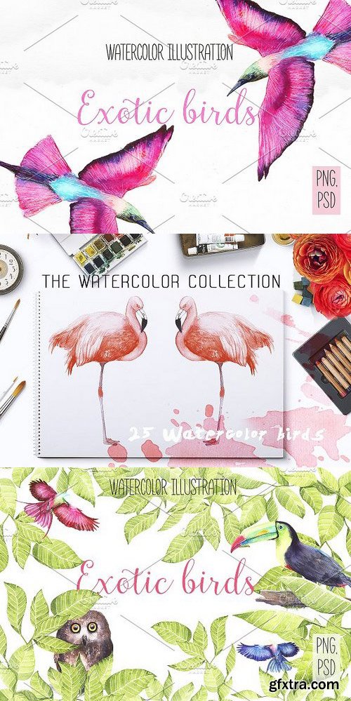 CM - Watercolor Exotic Birds 245996