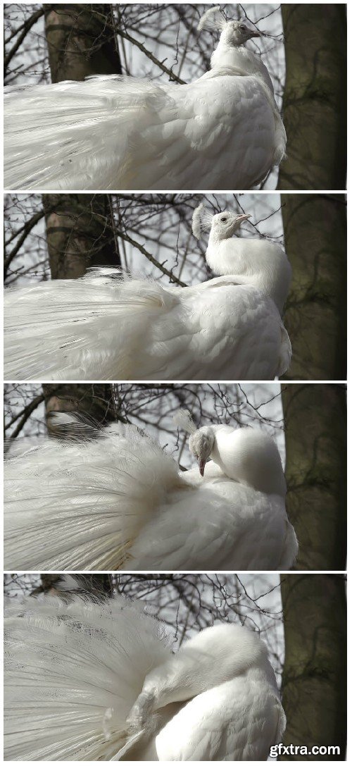 Video footage White peacock