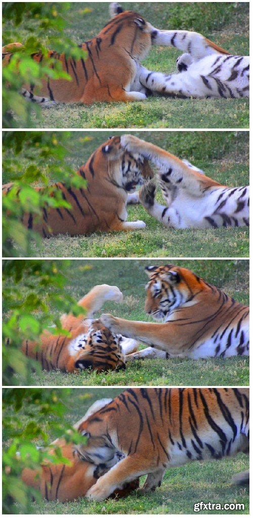 Video footage Tigers fight game play