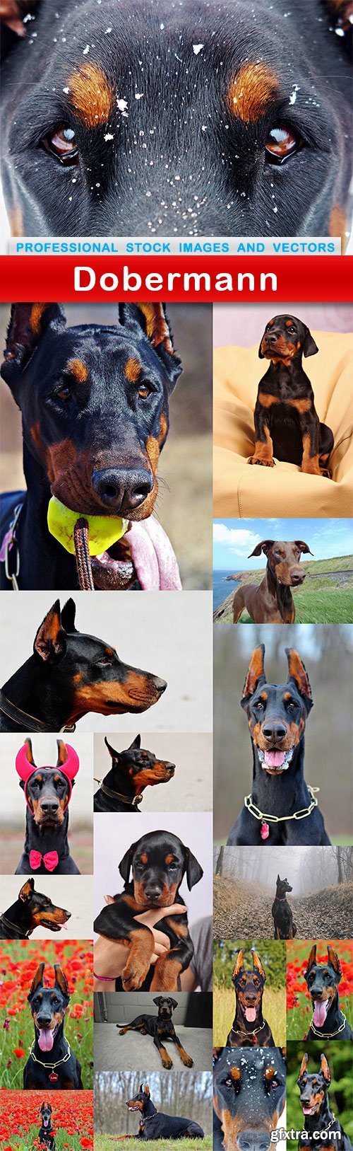 Dobermann - 19 UHQ JPEG