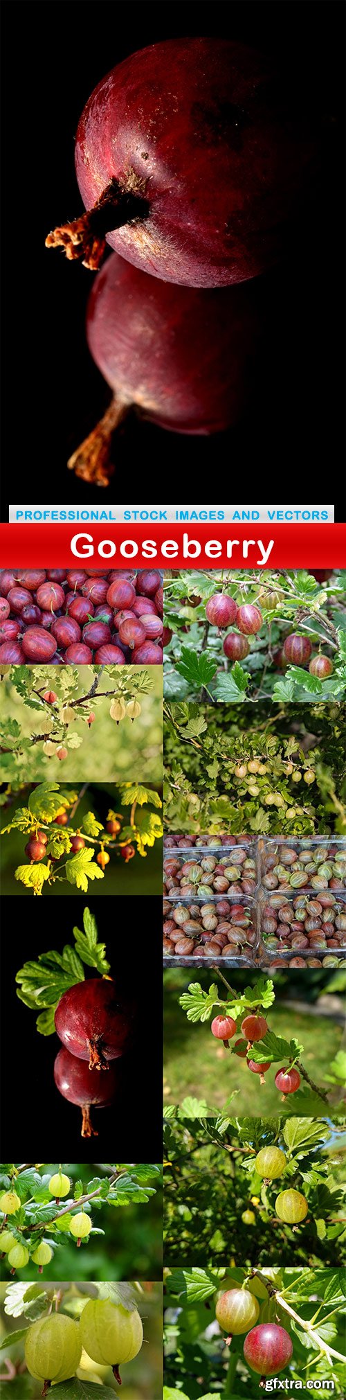 Gooseberry - 13 UHQ JPEG