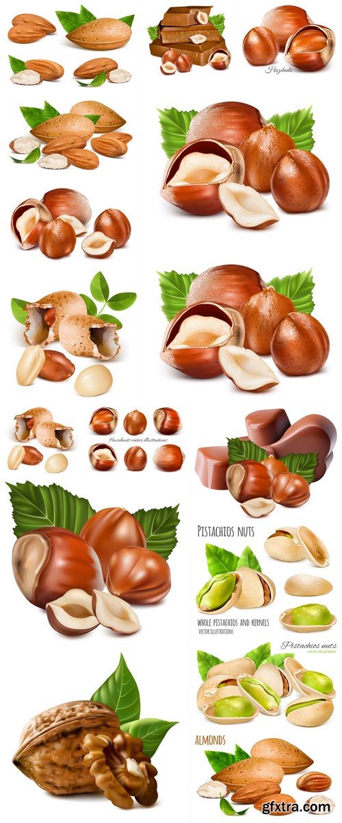 Almonds Hazelnuts Walnuts Pistachio nuts Vector illustration 16X EPS