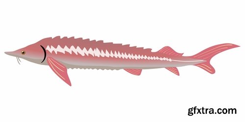 Collection of sturgeon fish icon flyer logo banner 25 EPS