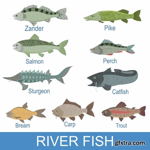 Collection of sturgeon fish icon flyer logo banner 25 EPS